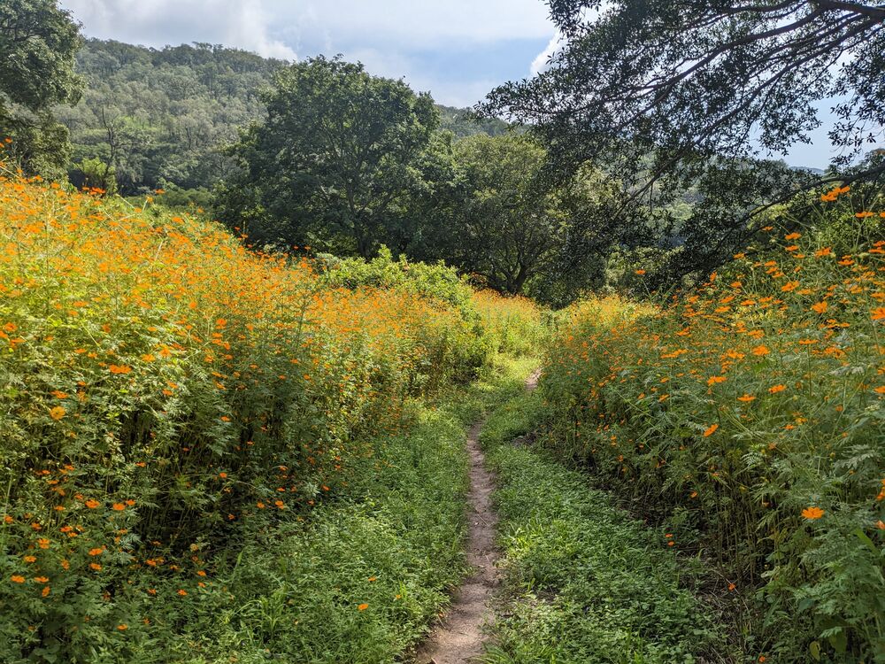 Sendero entre cultivos y flores
